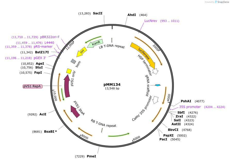 127215-plasmid-map-sequence-id-254566