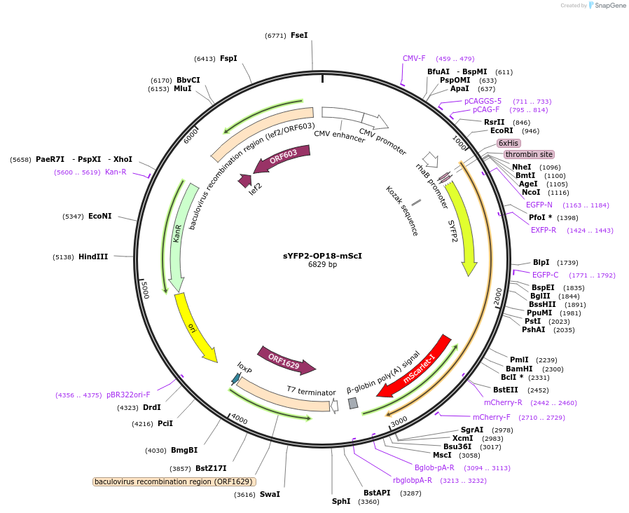 128003-plasmid-map-sequence-id-254569