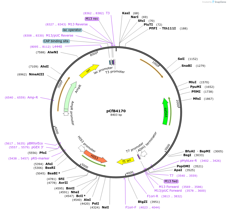 126750-plasmid-map-sequence-id-254574