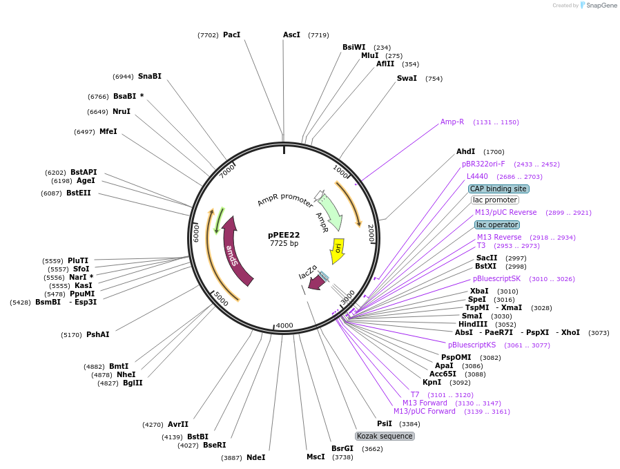 128365-plasmid-map-sequence-id-254576