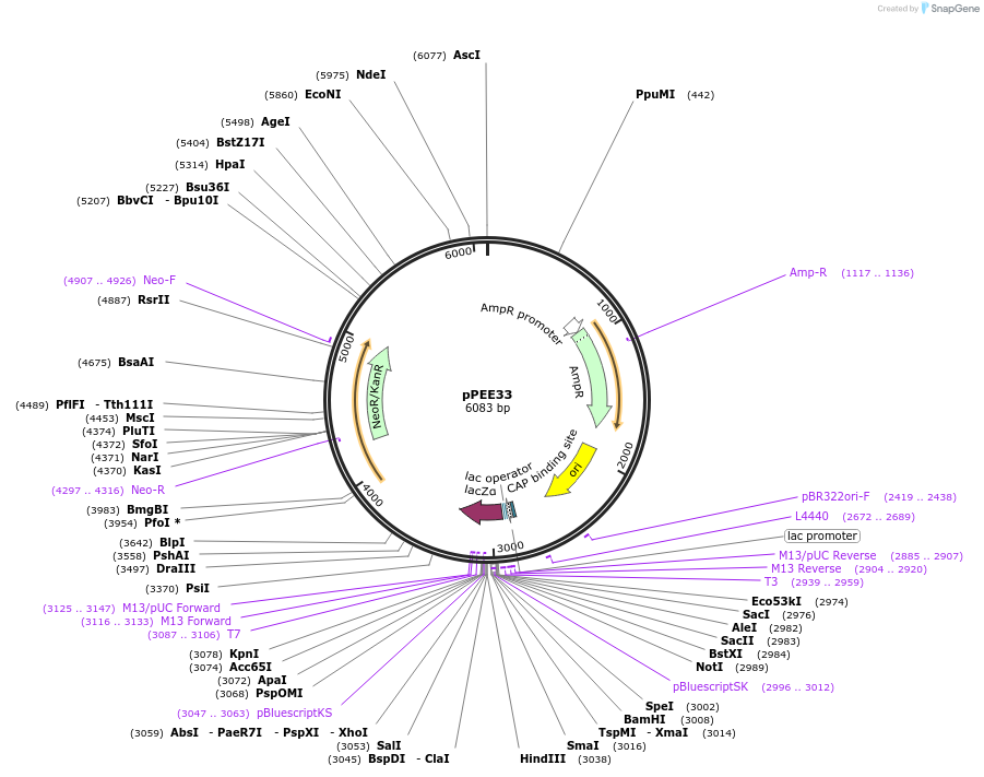 128373-plasmid-map-sequence-id-254578
