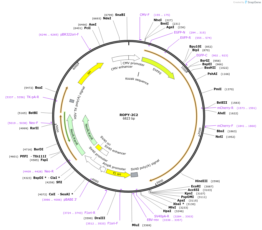 128004-plasmid-map-sequence-id-254579