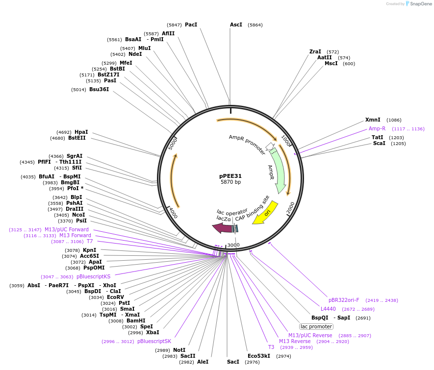 128371-plasmid-map-sequence-id-254582