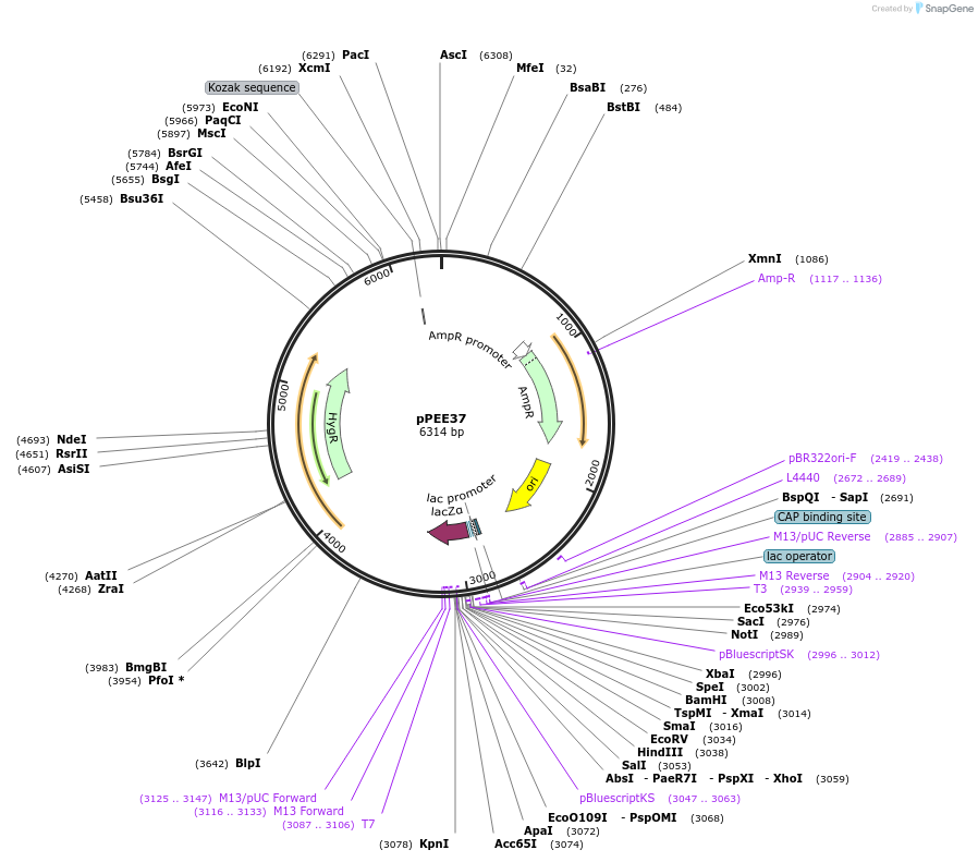 128377-plasmid-map-sequence-id-254584