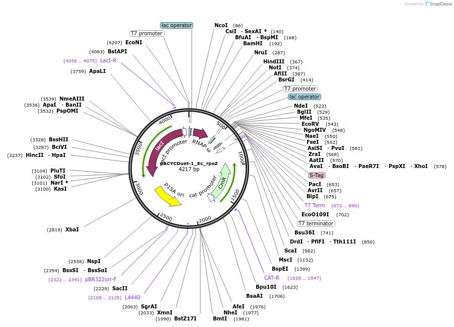 128837-plasmid-map-sequence-id-254586