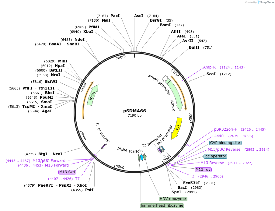 128355-plasmid-map-sequence-id-254590