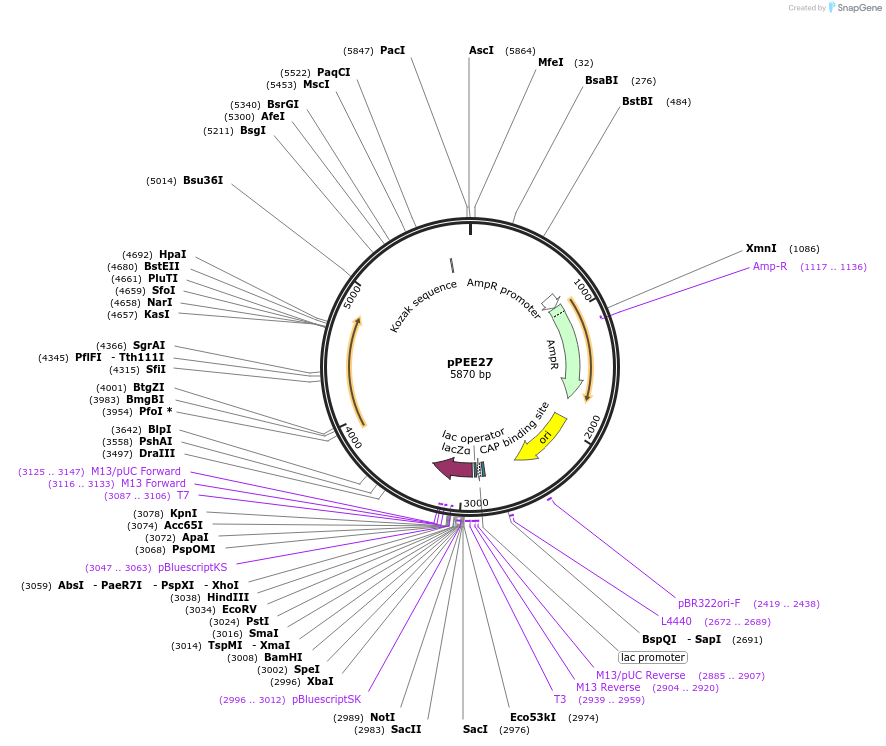 128367-plasmid-map-sequence-id-254592