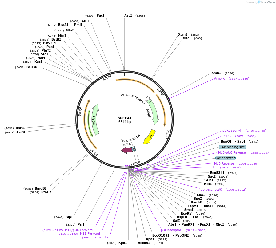 128381-plasmid-map-sequence-id-254593