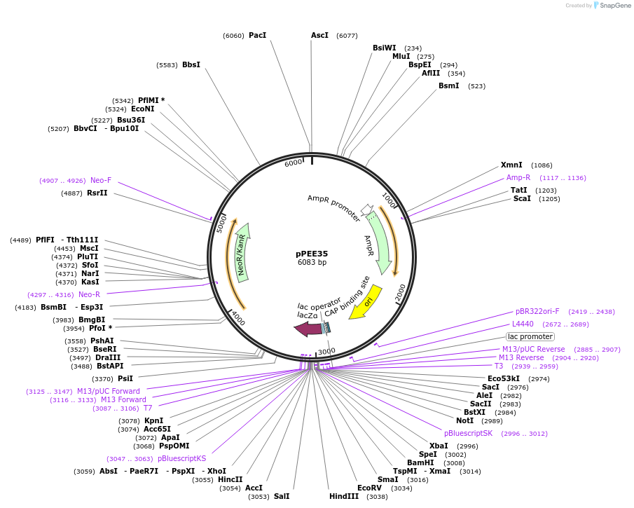 128375-plasmid-map-sequence-id-254594