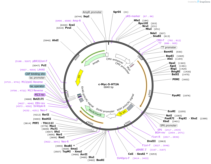 67944-plasmid-map-sequence-id-254596