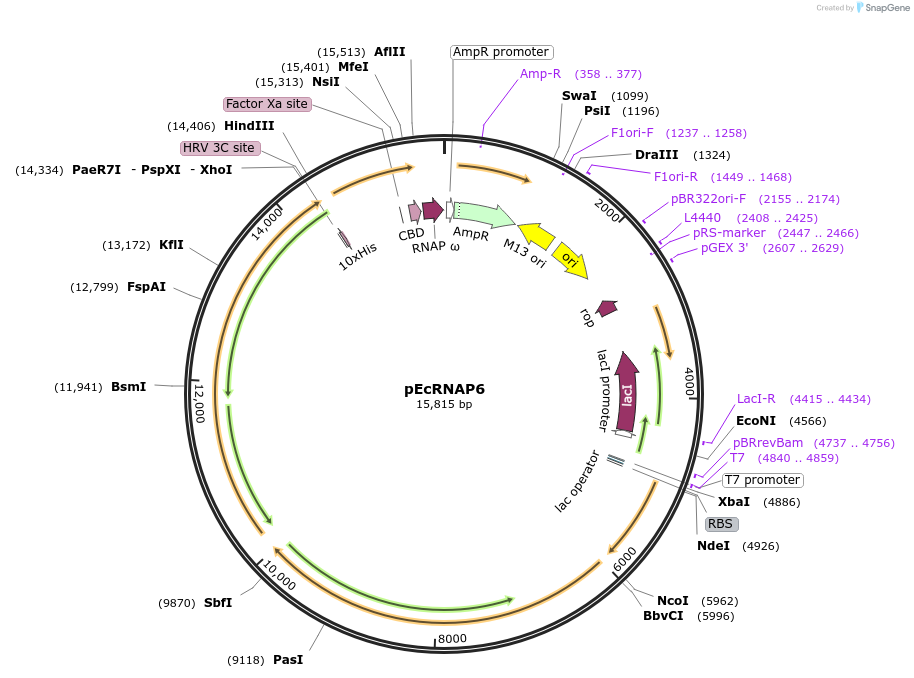 128940-plasmid-map-sequence-id-254597
