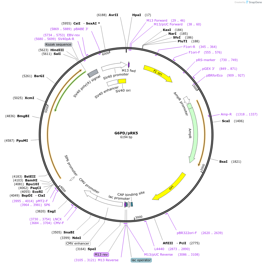 41521-plasmid-map-sequence-id-254598