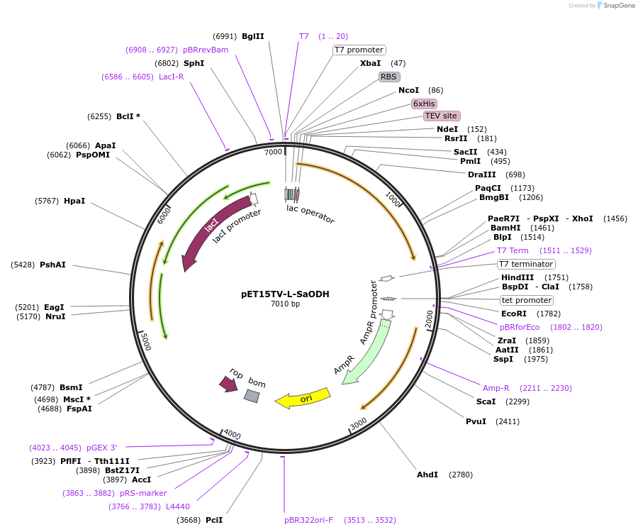 110804-plasmid-map-sequence-id-254604