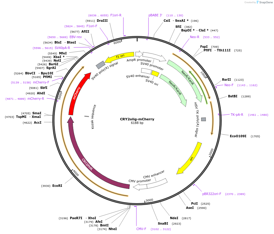 60032-plasmid-map-sequence-id-254606