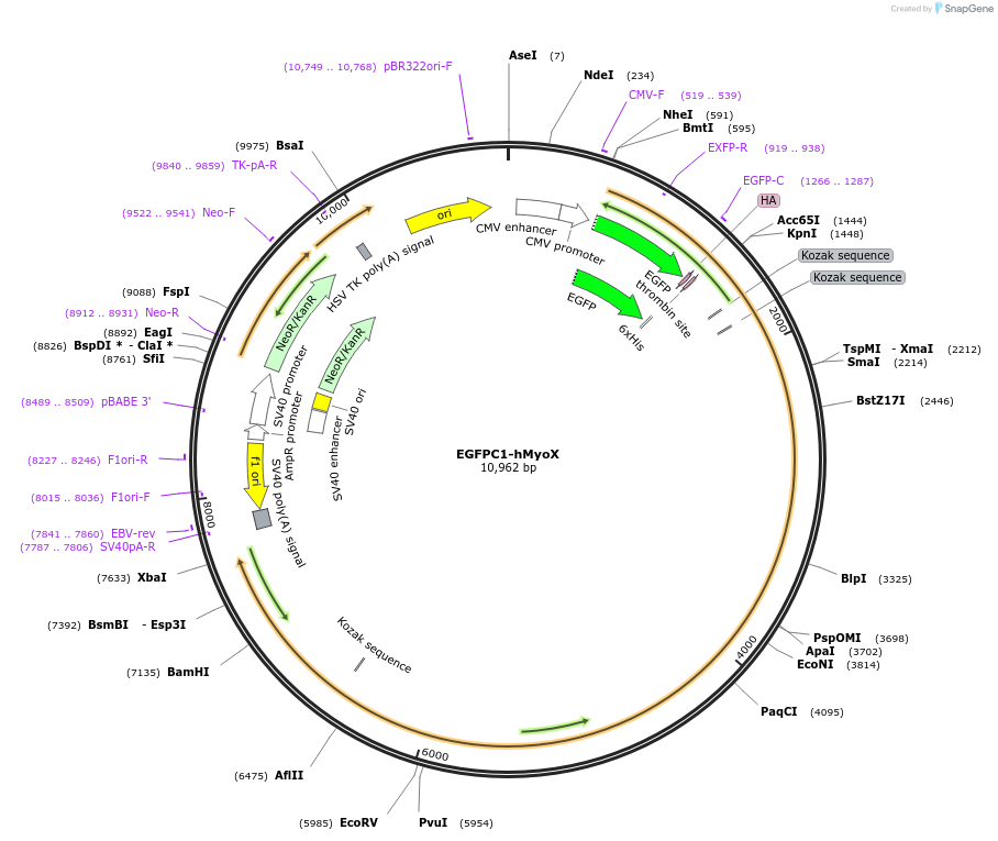 47608-plasmid-map-sequence-id-254607