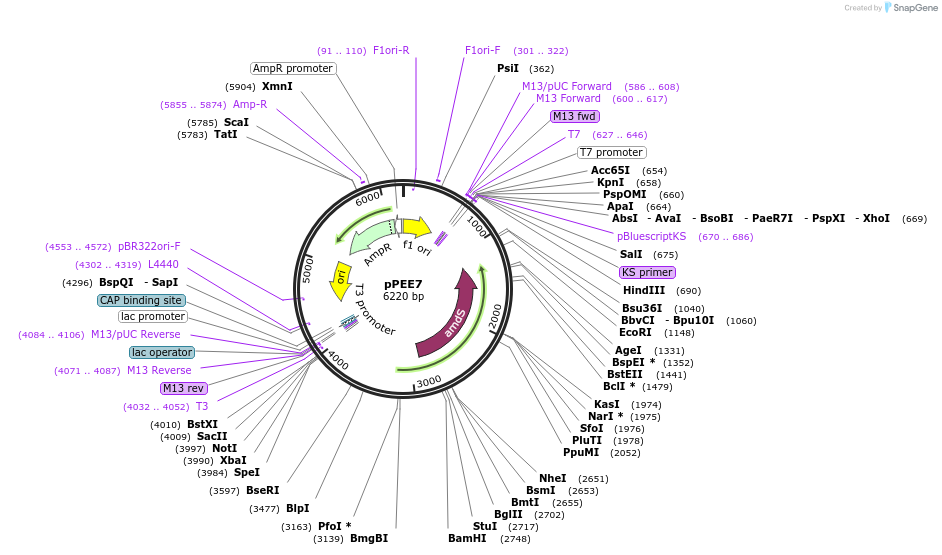 128357-plasmid-map-sequence-id-254608