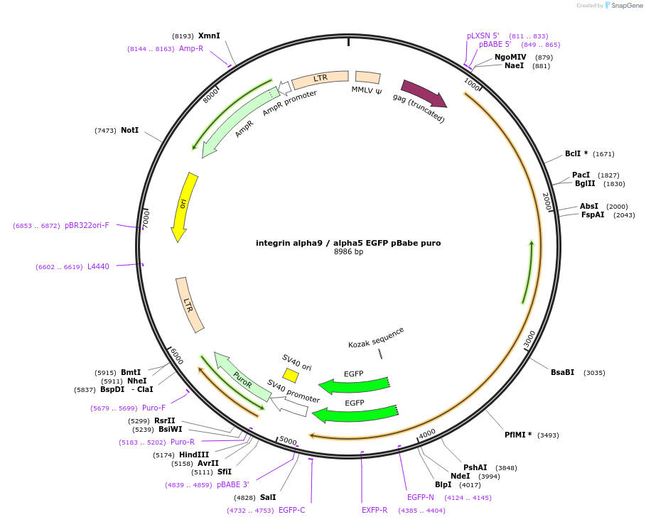 13608-plasmid-map-sequence-id-254609