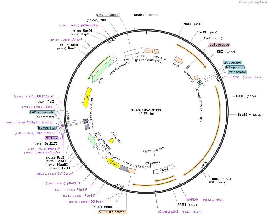 61540-plasmid-map-sequence-id-254610
