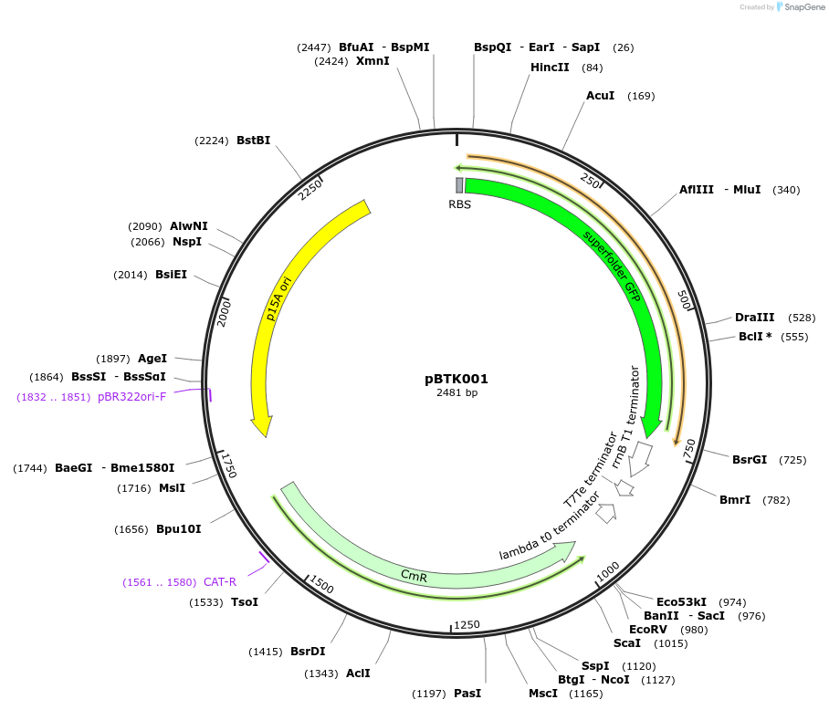 110573-plasmid-map-sequence-id-254611