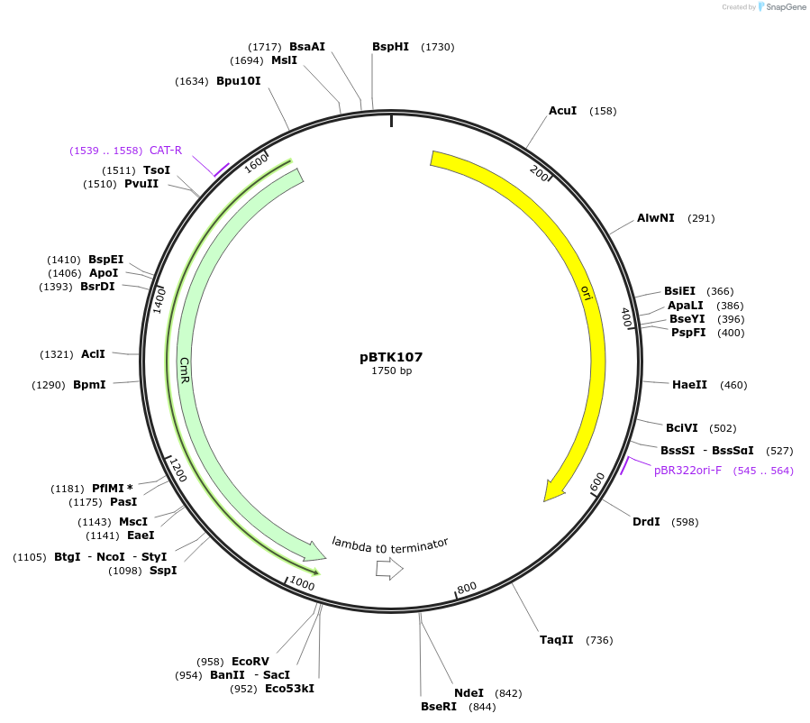 110575-plasmid-map-sequence-id-254612