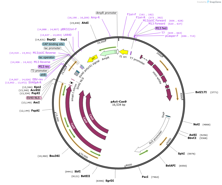 62209-plasmid-map-sequence-id-254613