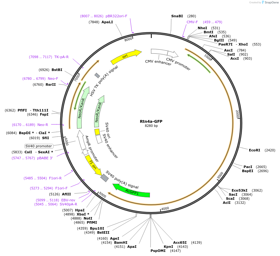 61807-plasmid-map-sequence-id-254615