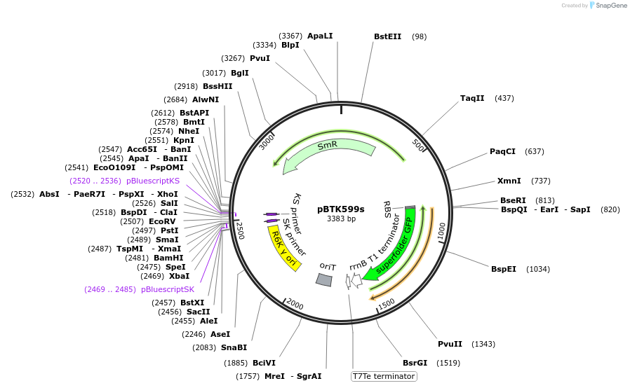 110601-plasmid-map-sequence-id-254616