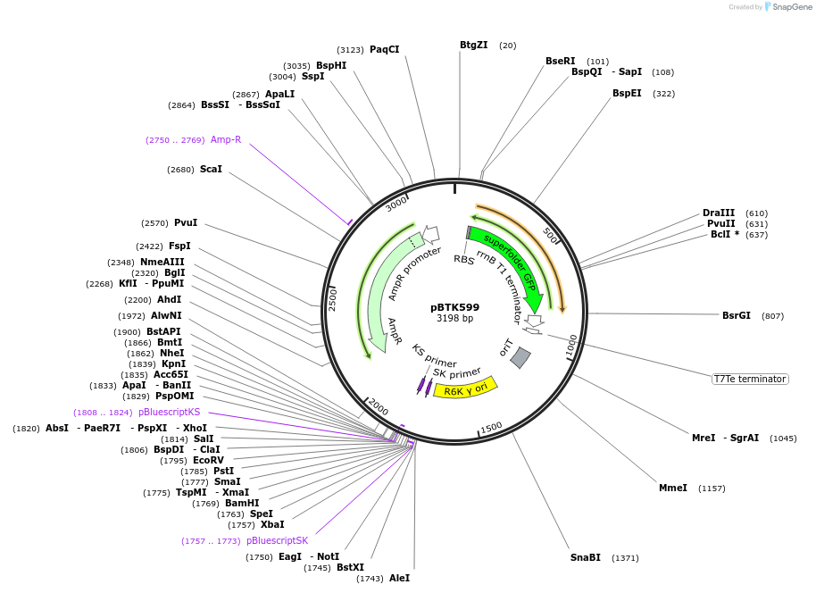 110600-plasmid-map-sequence-id-254617