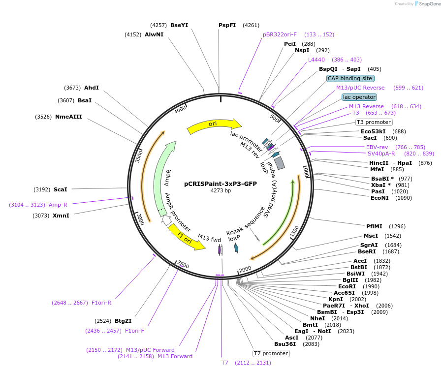 130277-plasmid-map-sequence-id-254621