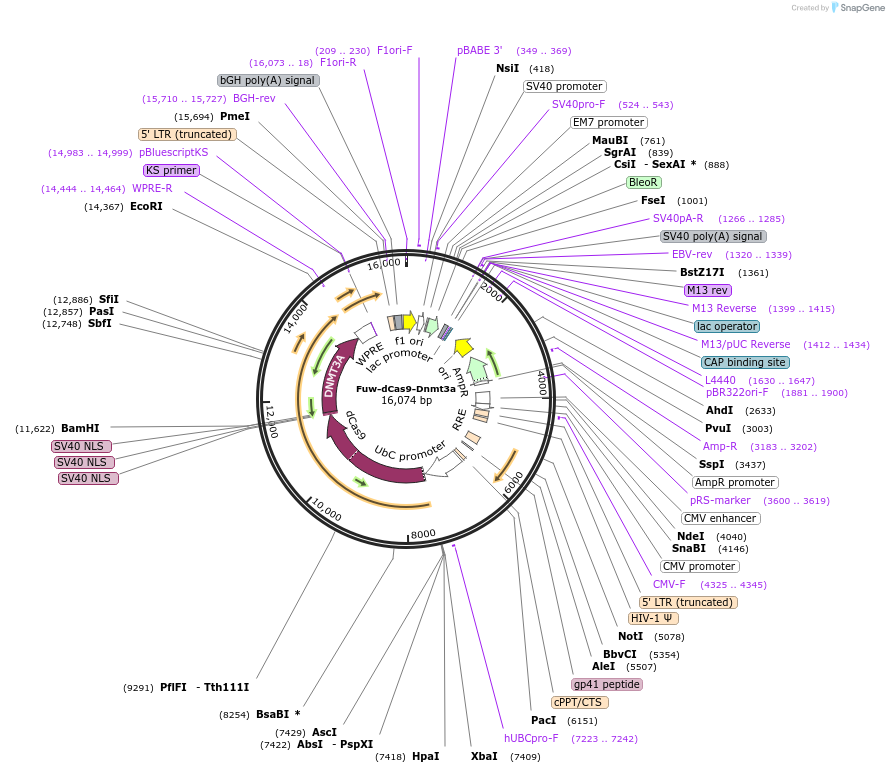 84476-plasmid-map-sequence-id-254626