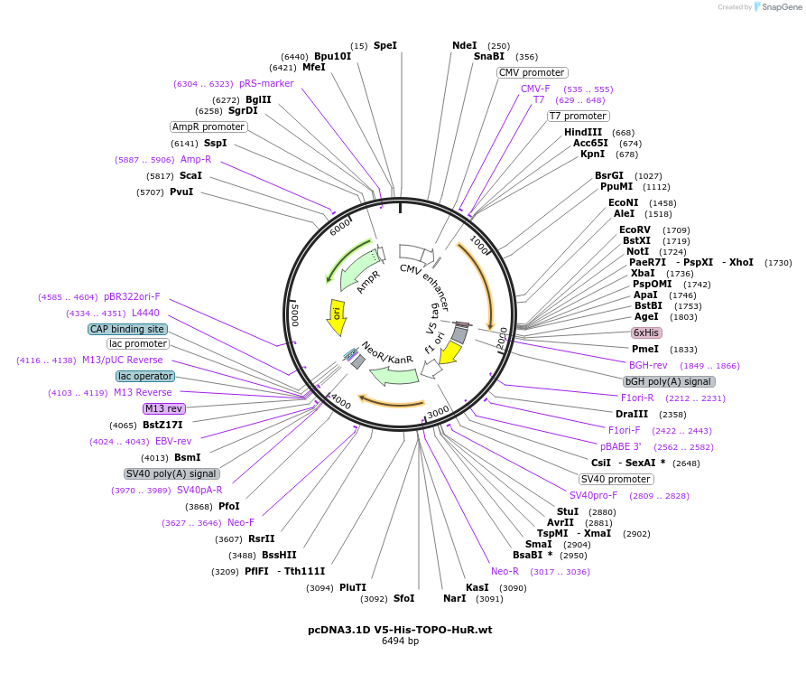 110417-plasmid-map-sequence-id-254628