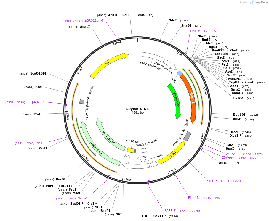 129737-plasmid-map-sequence-id-254634