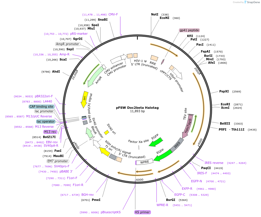 128818-plasmid-map-sequence-id-254645