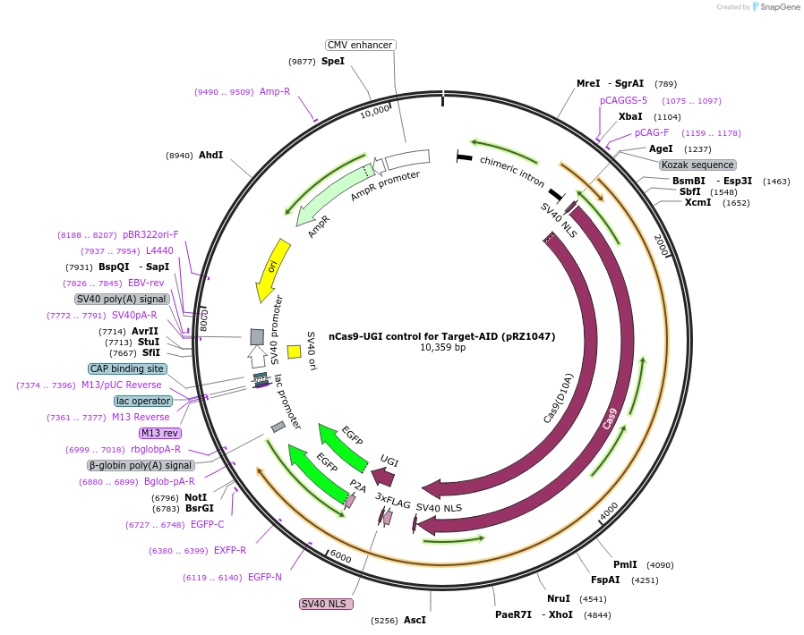 131299-plasmid-map-sequence-id-254648