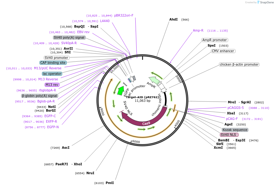 131300-plasmid-map-sequence-id-254651