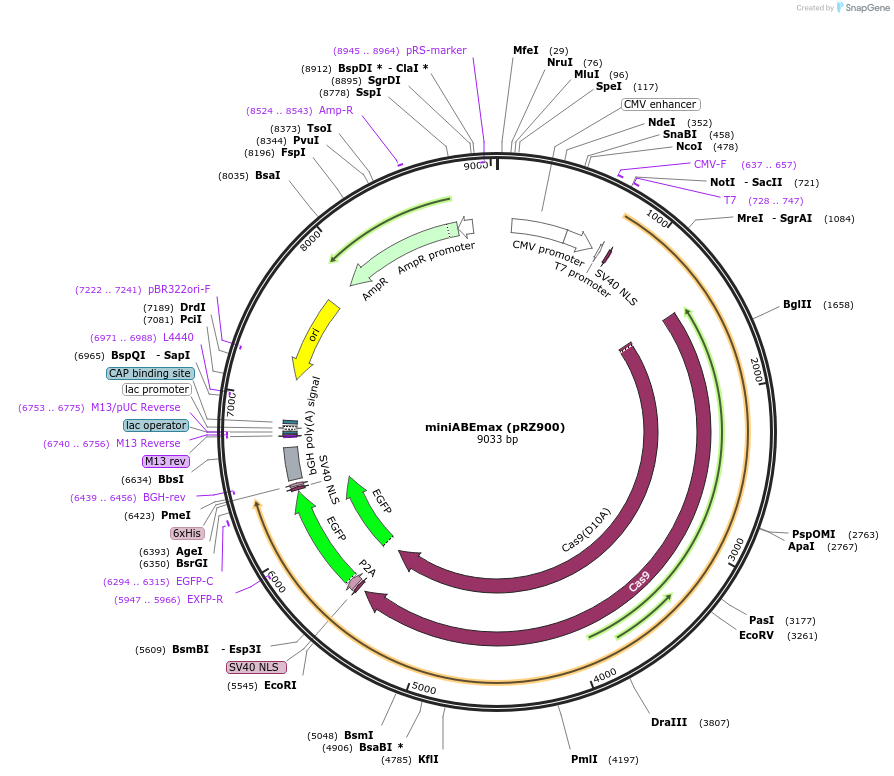 131311-plasmid-map-sequence-id-254652