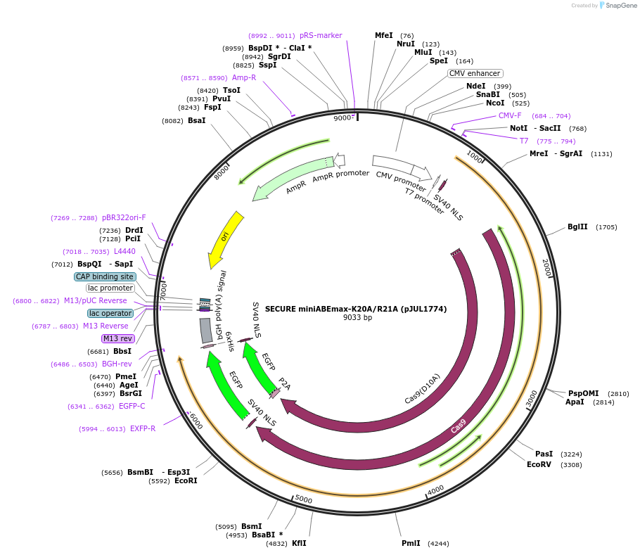 131312-plasmid-map-sequence-id-254654