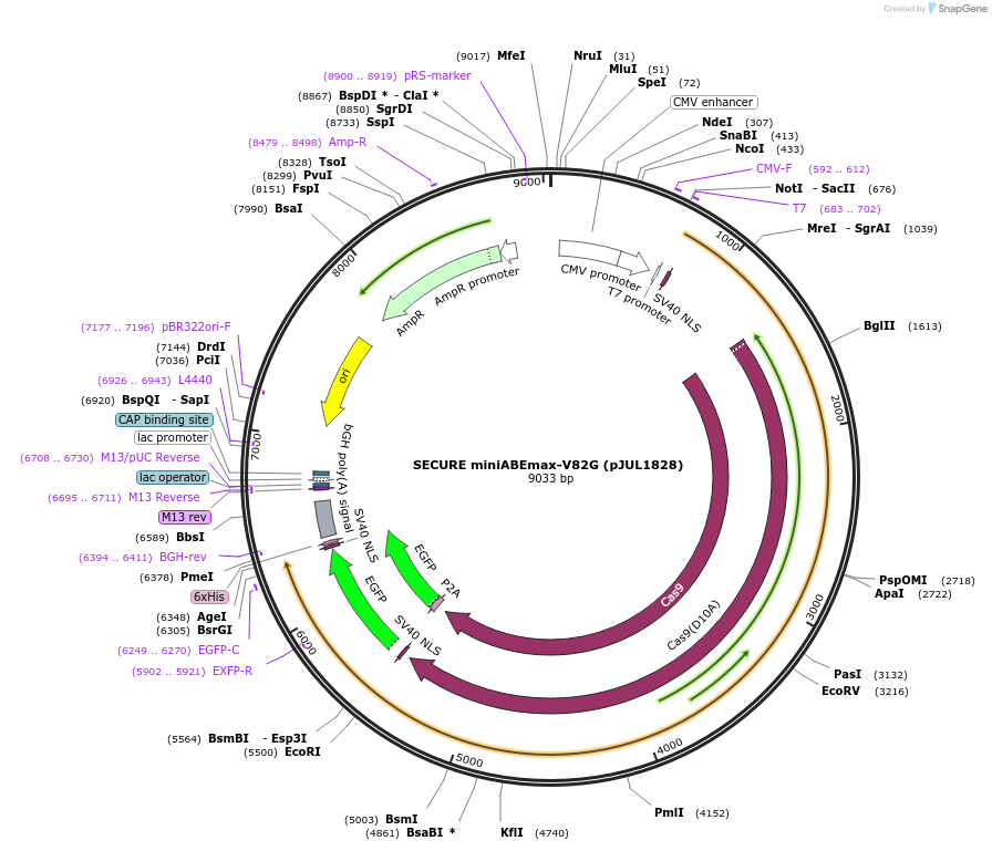 131313-plasmid-map-sequence-id-254655