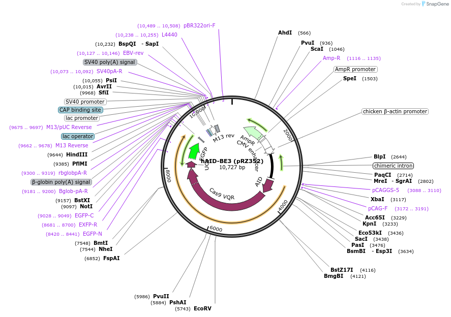 131316-plasmid-map-sequence-id-254676