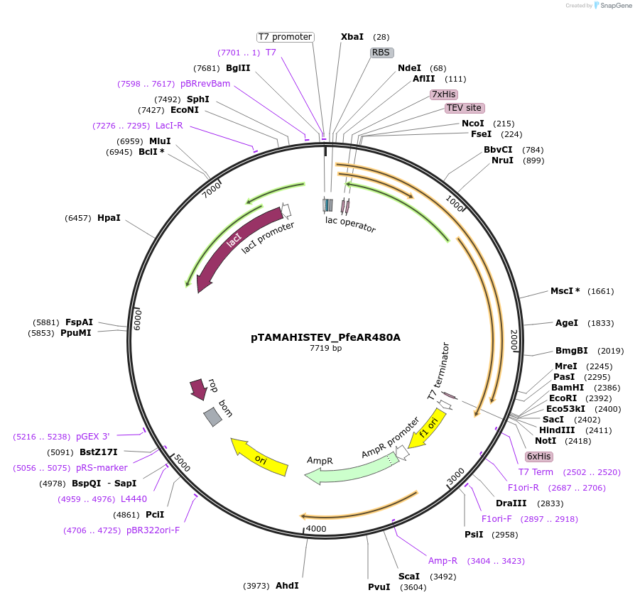 128944-plasmid-map-sequence-id-254677