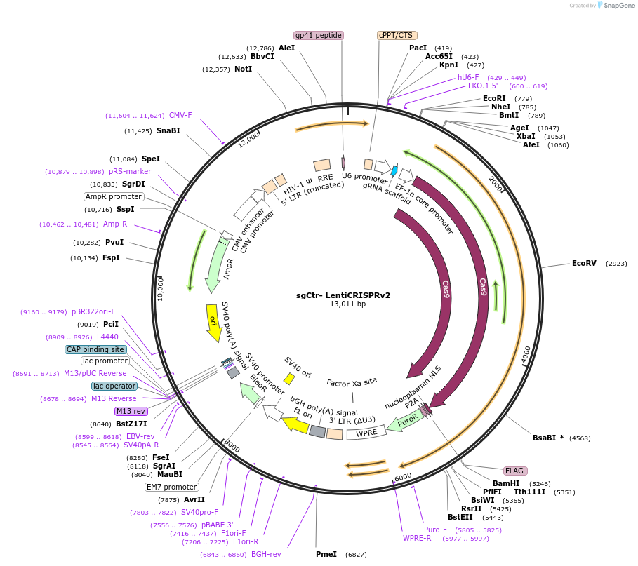 107402-plasmid-map-sequence-id-254680