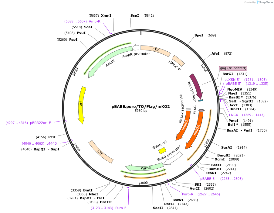 110353-plasmid-map-sequence-id-254685