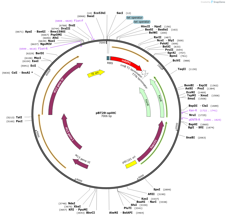 122598-plasmid-map-sequence-id-254692