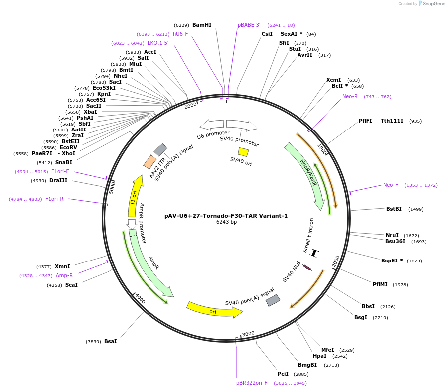 129406-plasmid-map-sequence-id-254703