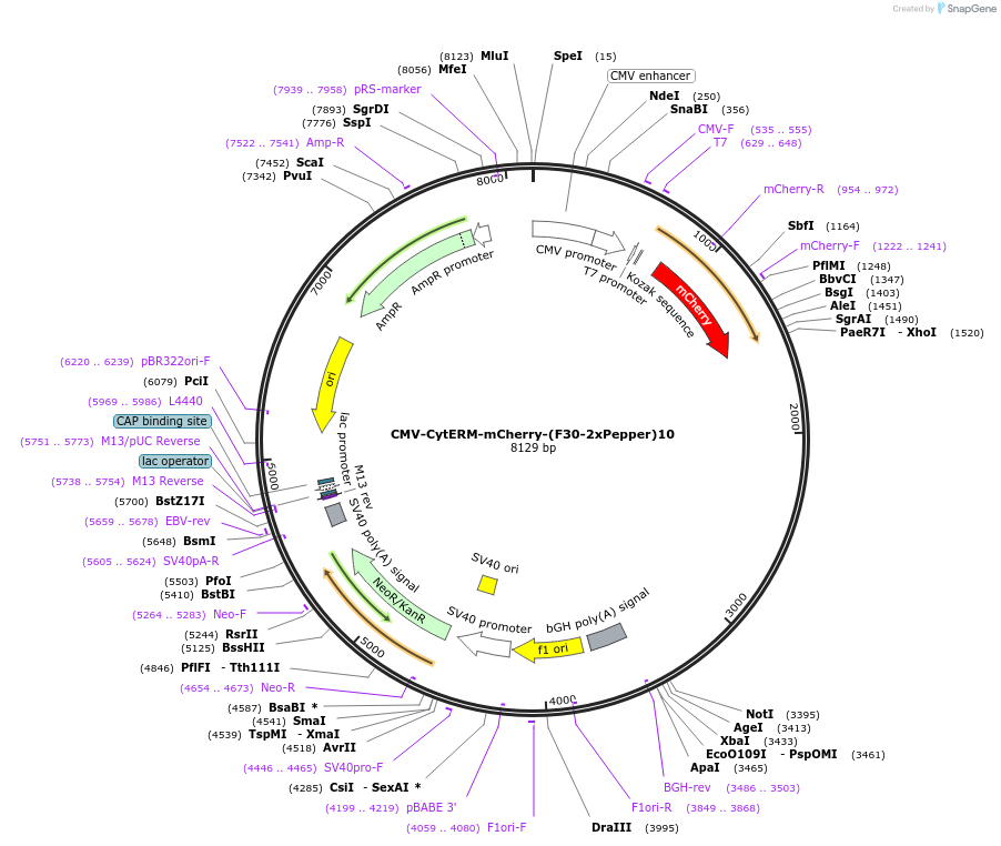 129403-plasmid-map-sequence-id-254704