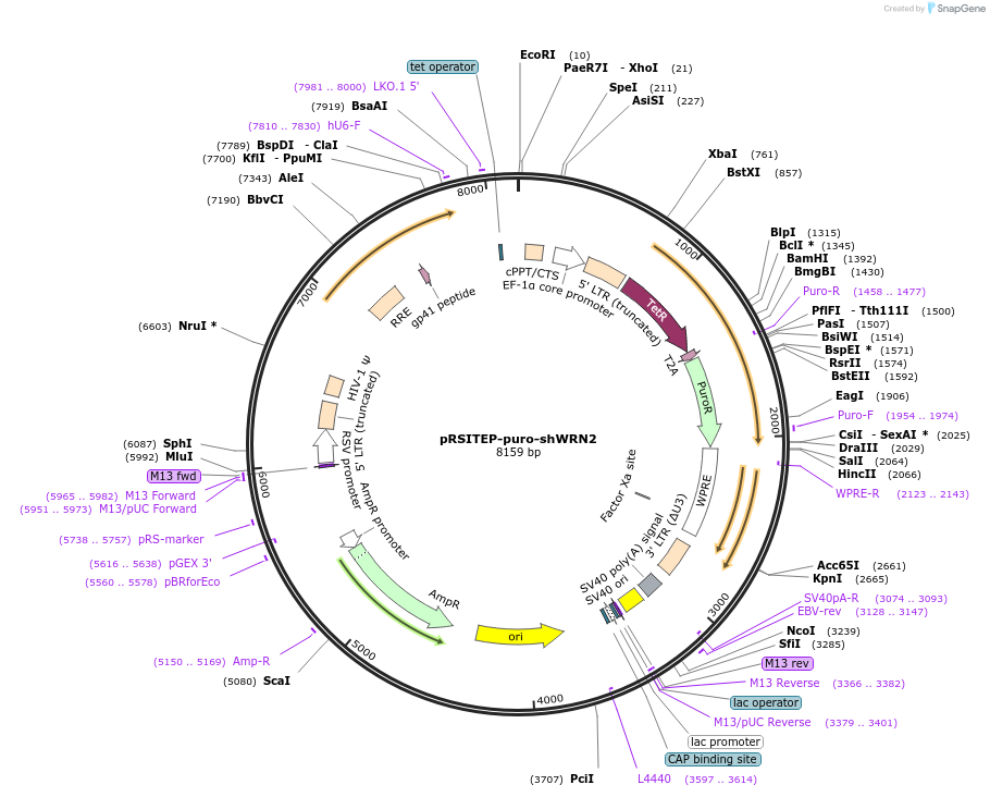 125785-plasmid-map-sequence-id-254708