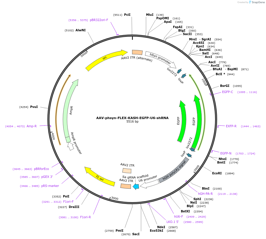 129708-plasmid-map-sequence-id-254709