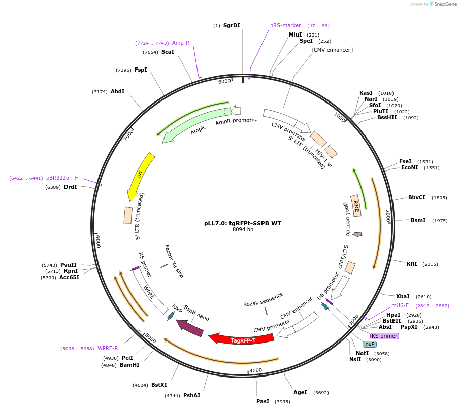 60415-plasmid-map-sequence-id-254723