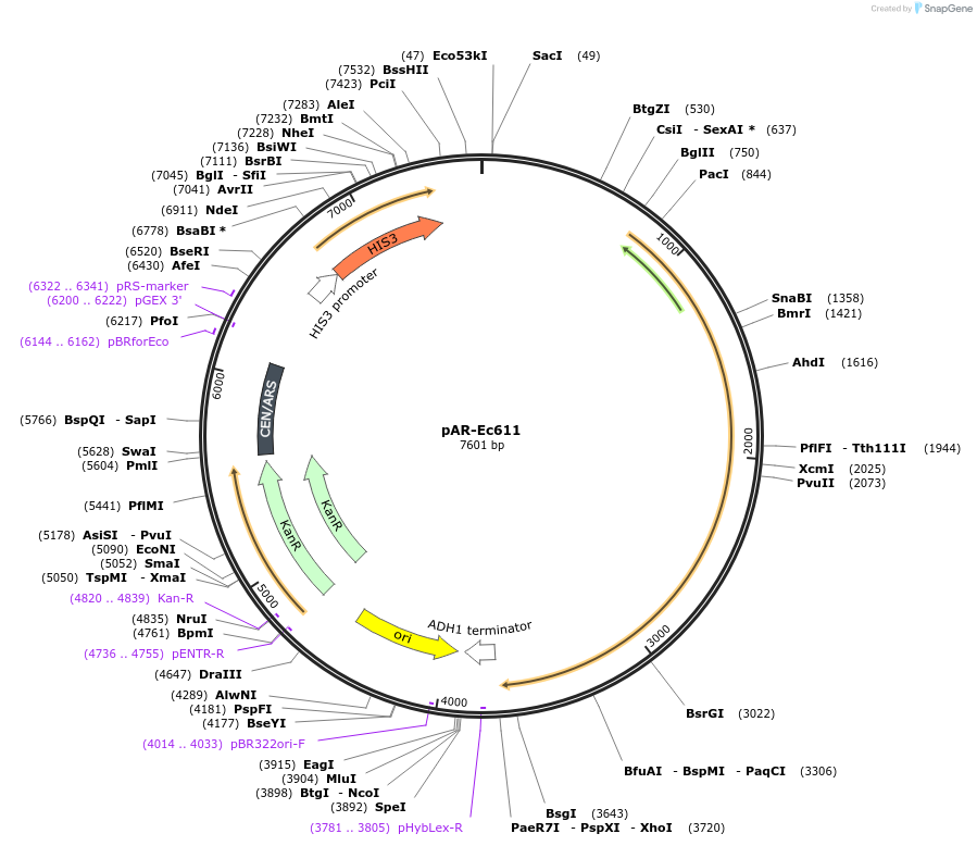 130872-plasmid-map-sequence-id-254730