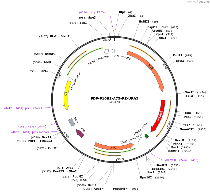 130874-plasmid-map-sequence-id-254746